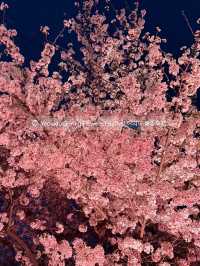 🌸春だけの絶景！桜とカフェで楽しむソウル旅🌸 