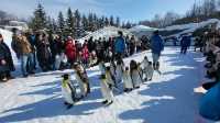 跟著企鵝走！北海道高人氣旭山動物園雪季巡禮