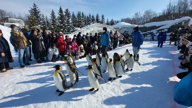 跟著企鵝走！北海道高人氣旭山動物園雪季巡禮
