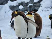 跟著企鵝走！北海道高人氣旭山動物園雪季巡禮