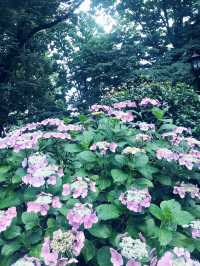 【大人な井の頭公園　東京　吉祥寺　三鷹　井の頭池アラウンドウォーキング】