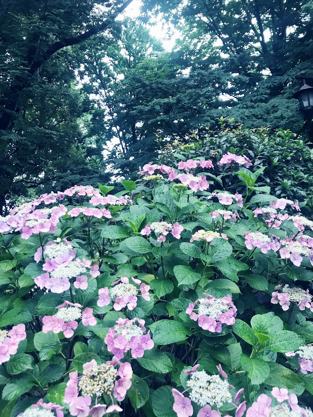 【大人な井の頭公園　東京　吉祥寺　三鷹　井の頭池アラウンドウォーキング】