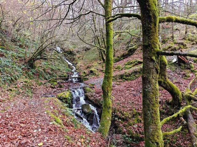 Secret Forest Vibes in Galicia