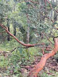 อุทยานแห่งชาติป่าหินงาม