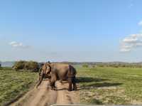 Safari at Minneriya National Park-Sri Lanka