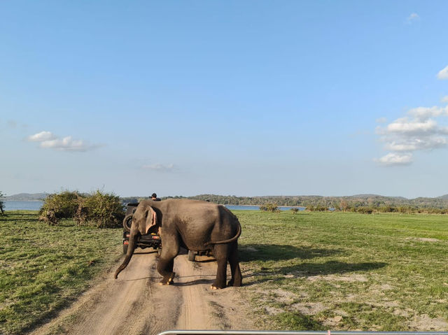 Safari at Minneriya National Park-Sri Lanka