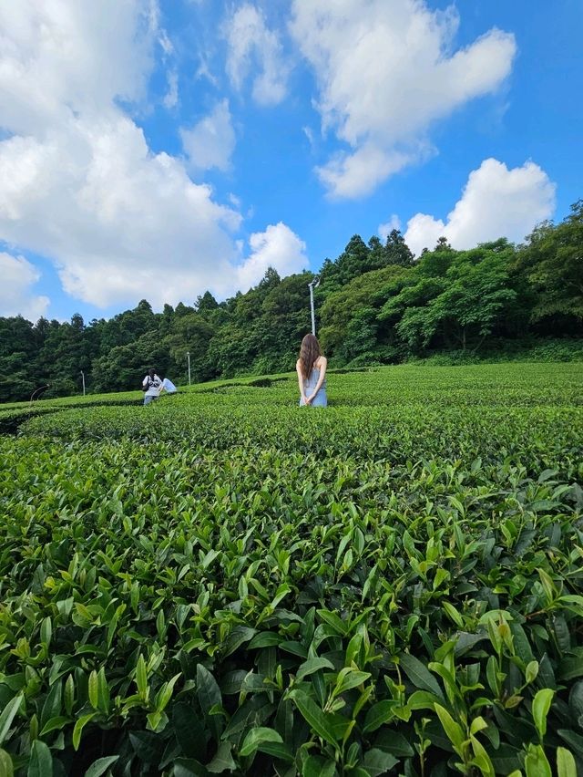 茶畑と一体化する癒しカフェ。済州の自然と茶文化を五感で🌱🍵