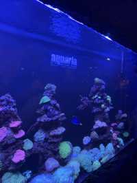 Spot Dory & The Coral Garden at Aquaria KLCC