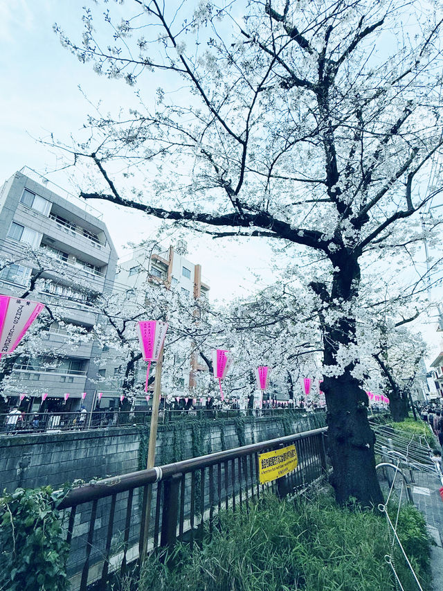 目黑川賞櫻 目黑川賞櫻