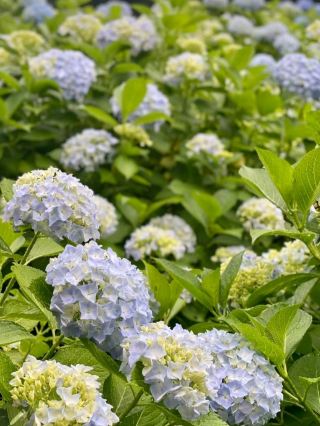 🌸A spectacular early summer view of the hydrangeas decorating the slopes✨ Anan Seibu Park