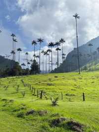 【Valle de Cocora|雲霧深處的蠟棕櫚之谷】
