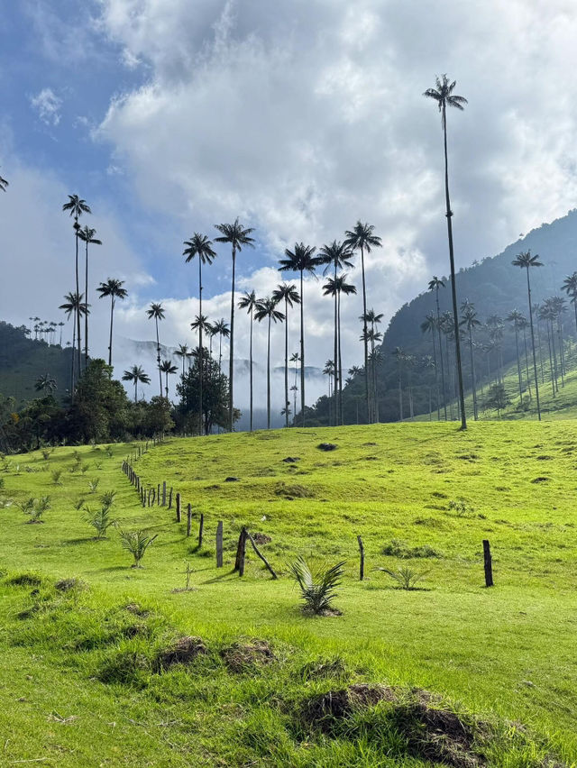 【Valle de Cocora|雲霧深處的蠟棕櫚之谷】 【Valle de Cocora|雲霧深處的蠟棕櫚之谷】