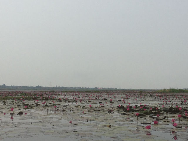 🌸 Travel Blog: Red Lotus Sea (Talay Bua Daeng), Udon Thani 🌸