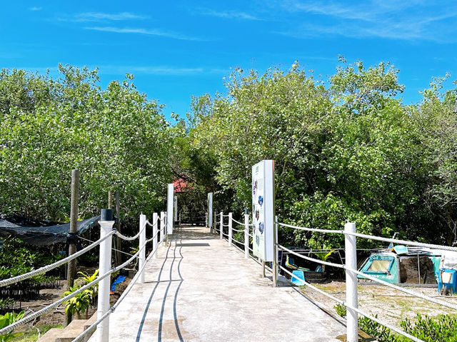 Cherating Mangrove Park – Nature’s Hidden Classroom