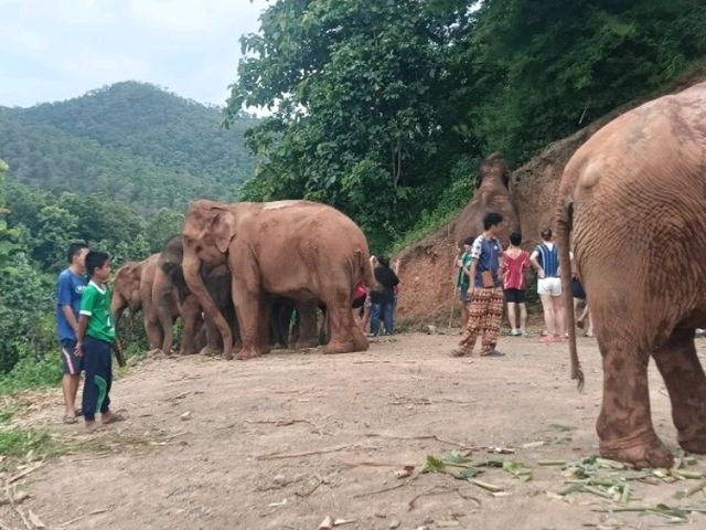 Kerchor elephant eco park