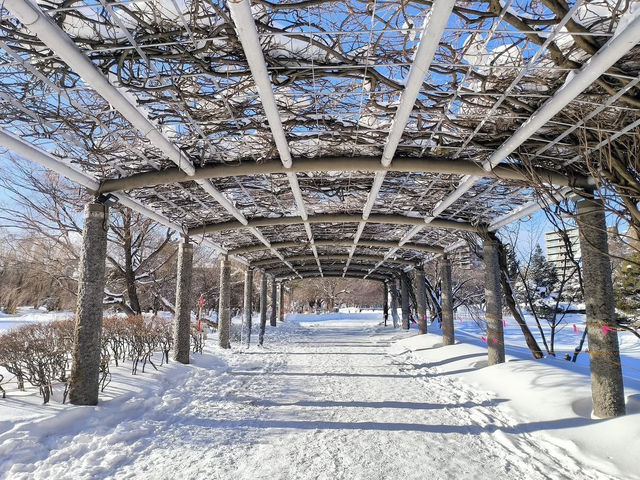 Snow, Soup, and Solo Adventures: My Escape to Sapporo