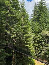 Rotorua Sky Bridge: A Walk Among the Trees