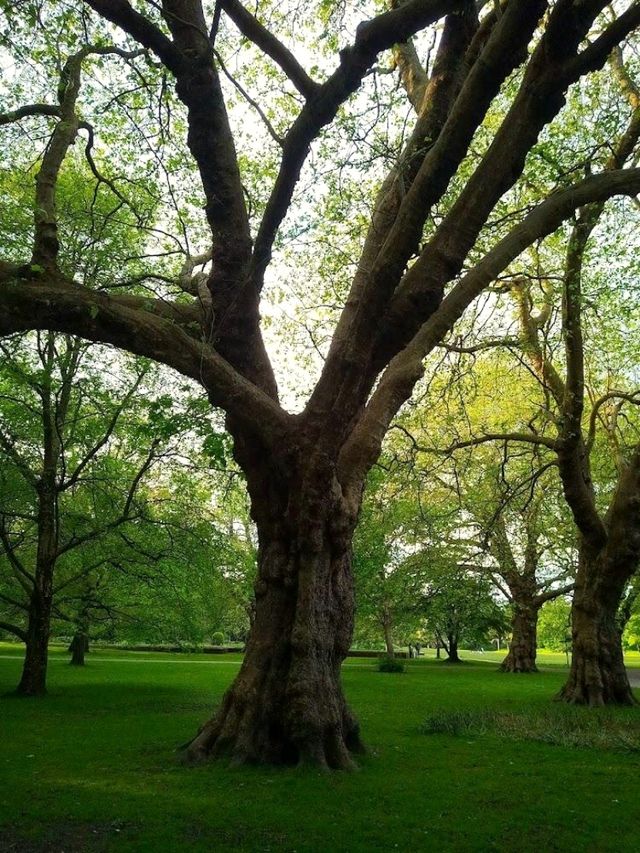 Sophia Gardens