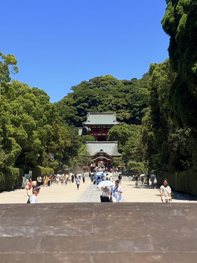 鐮倉｜不只櫻花季絕美 在荷花最美季節造訪鶴岡八幡宮