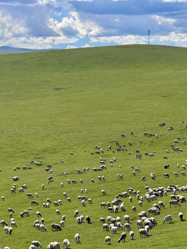 Hulunbuir: Where Families Create Memories in Nature’s Playground