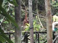 Semenggoh Wildlife Centre - Malaysia 