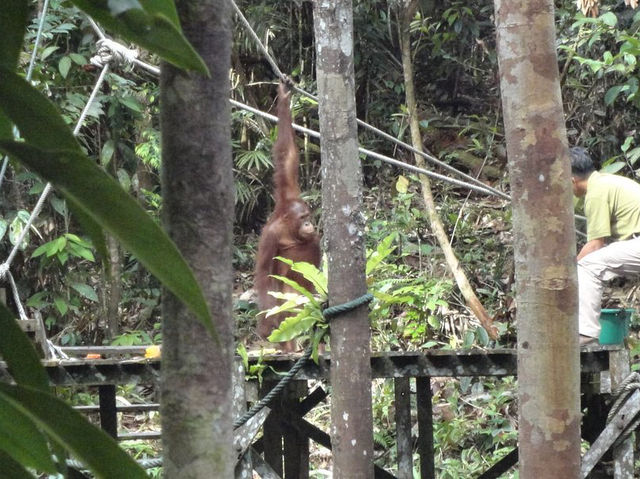 Semenggoh Wildlife Centre - Malaysia 