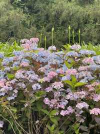 ใใใฅใผใธใผใฉใณใใปใใใผใใณใๅญฃ็ฏใฎ่ฑใ
ใจ็ใใฎ็ฉบ้ใใใใผใใณใปใใฟใใใฏใปใฌใผใใณใ๐ผ๐๏ธ