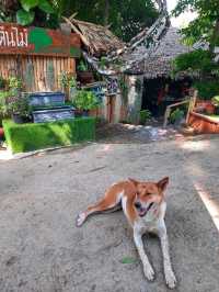 🌳 "บ้านต้นไม้" ที่พักและคาเฟ่สุดชิลล์ในเชียงดาว