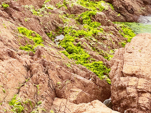 🌊 Qingdao's Emerald Invasion: When the Sea Turns into a Velvet Green Wonderland! 🌿