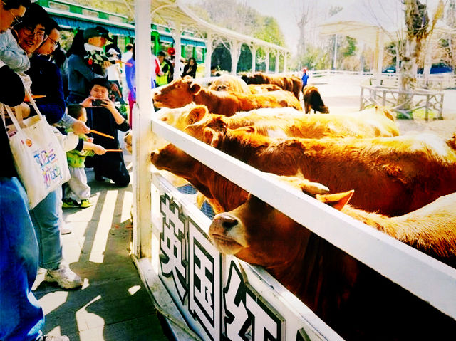 🐄 中南歐洲牧場｜走進綠野歐風的自然教室