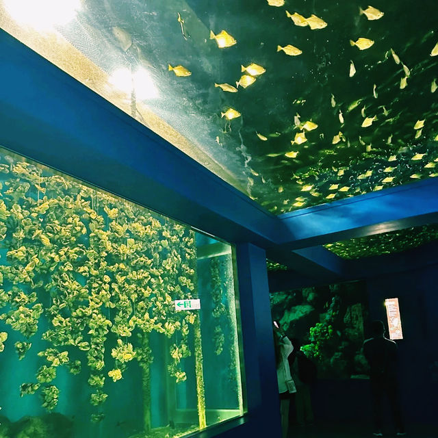 桃園 Xpark 水族館-帶孩子探索水族世界的奇幻魅力 桃園 Xpark 水族館-帶孩子探索水族世界的奇幻魅力