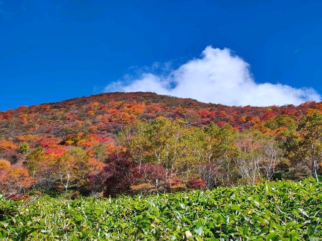 自然がいっぱい🌳那須の紅葉スポット