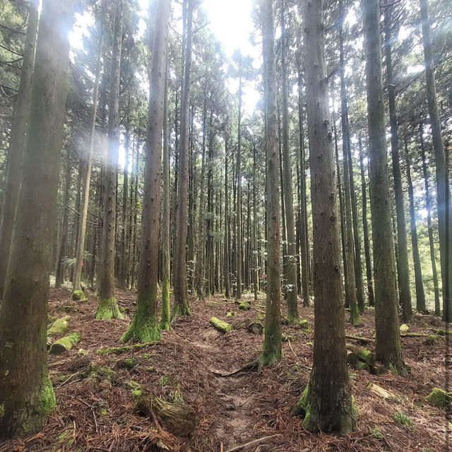 Halla Arboretum, Jeju Island,S.Korea