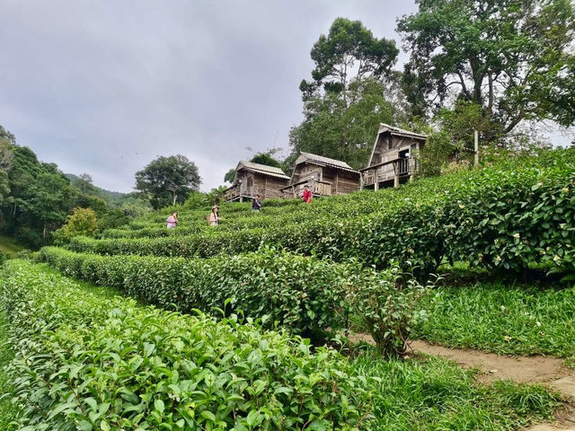 ไร่ชาลุงเดช เชียงใหม่ 🍵🌿🍃