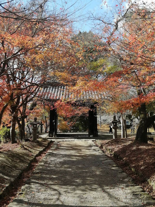 🌸🏯 Whispering Walls of Akizuki Castle Ruins 🍂🌿