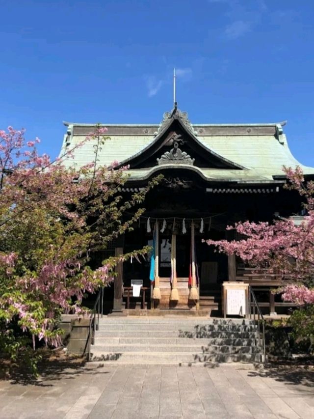 SAKURA JINGU.