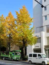 🍁✨ รีวิว: ชมฤดูใบไม้เปลี่ยนสีในโตเกียว (Autumn Fo