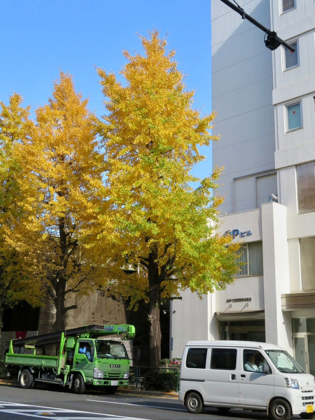 🍁✨ รีวิว: ชมฤดูใบไม้เปลี่ยนสีในโตเกียว (Autumn Fo 🍁✨ รีวิว: ชมฤดูใบไม้เปลี่ยนสีในโตเกียว (Autumn Fo