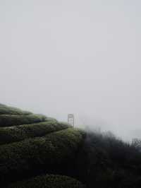 🍃 วันนี้เรามา “เก็บชา” กันที่ 福泉山茶山