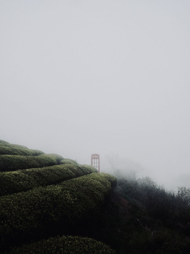 🍃 วันนี้เรามา “เก็บชา” กันที่ 福泉山茶山