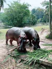 Paya Indah Wetlands: A Scenic Escape of Nature, Wildlife, and Fun