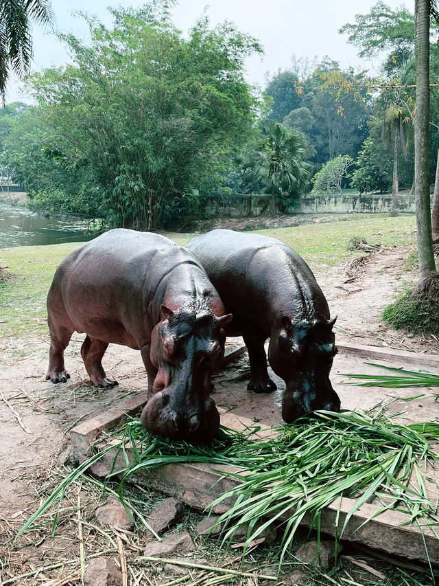 Paya Indah Wetlands: A Scenic Escape of Nature, Wildlife, and Fun Paya Indah Wetlands: A Scenic Escape of Nature, Wildlife, and Fun