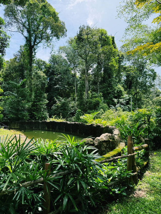 Immersed in Nature: Vinpearl Safari Adventure 🌿🌞 Immersed in Nature: Vinpearl Safari Adventure 🌿🌞