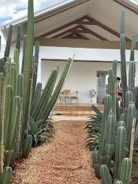 ไร่วันยังขำ คาเฟ่ โอพันเทีย และสวนสน