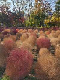⭐서울 올림픽공원 하루 코스 – 거대한 엄지상 구경하고, 가을 댑싸리 걷고, 청와옥에서 마무리!