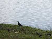 Family-Friendly Birding at Wetland Putrajaya: A Fun Outdoor Activity for Kids