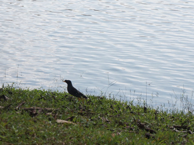 Family-Friendly Birding at Wetland Putrajaya: A Fun Outdoor Activity for Kids