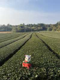 ๐ต ์ ์ฃผ ์ค์ค๋ก ํฐํ์ฐ์ค(ํฐ๋ฎค์ง์)