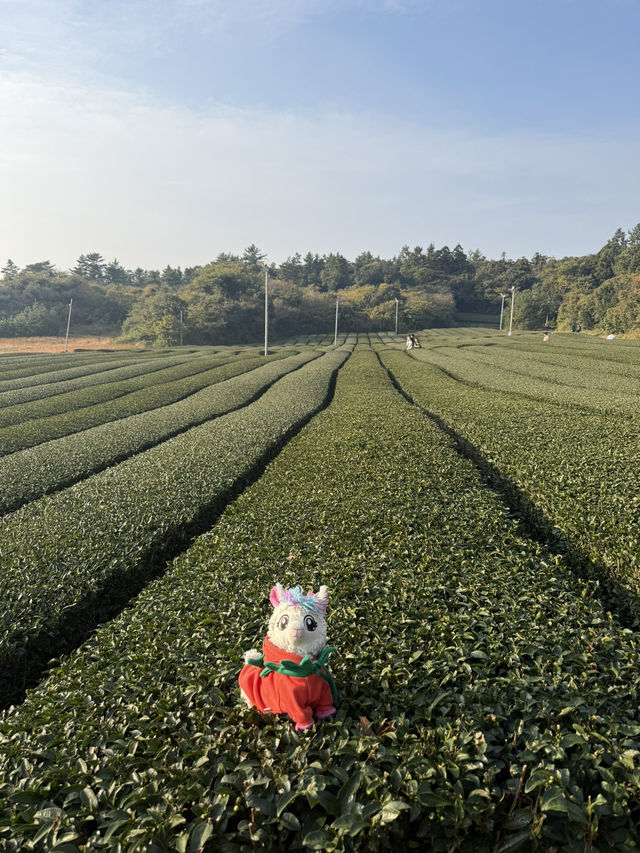 ๐ต ์ ์ฃผ ์ค์ค๋ก ํฐํ์ฐ์ค(ํฐ๋ฎค์ง์) ๐ต ์ ์ฃผ ์ค์ค๋ก ํฐํ์ฐ์ค(ํฐ๋ฎค์ง์)