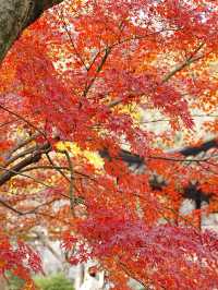 【拙政园】蘇州の秋を象徴するような🍁穏やかで美しい時間でした🍁